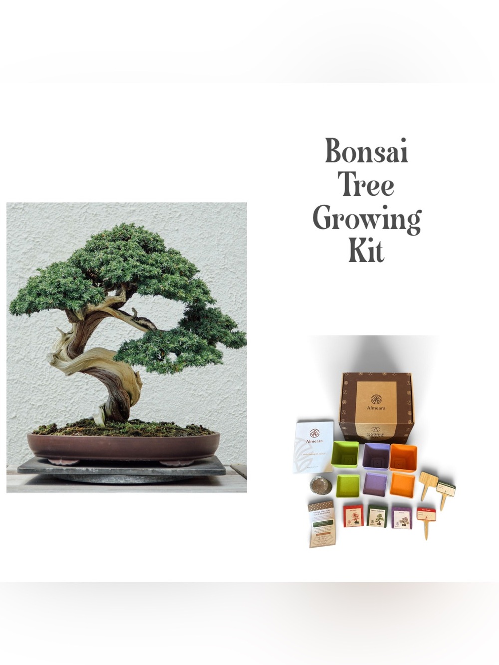 Bonsai Tree Growing Complete Kit for Hobby or Garden Gift New Never Used Home